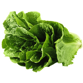 lechuga